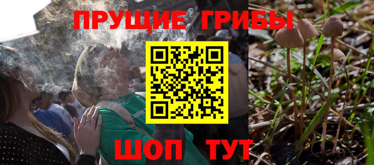 Псилоцибиновые грибы Psilocybe Ступино